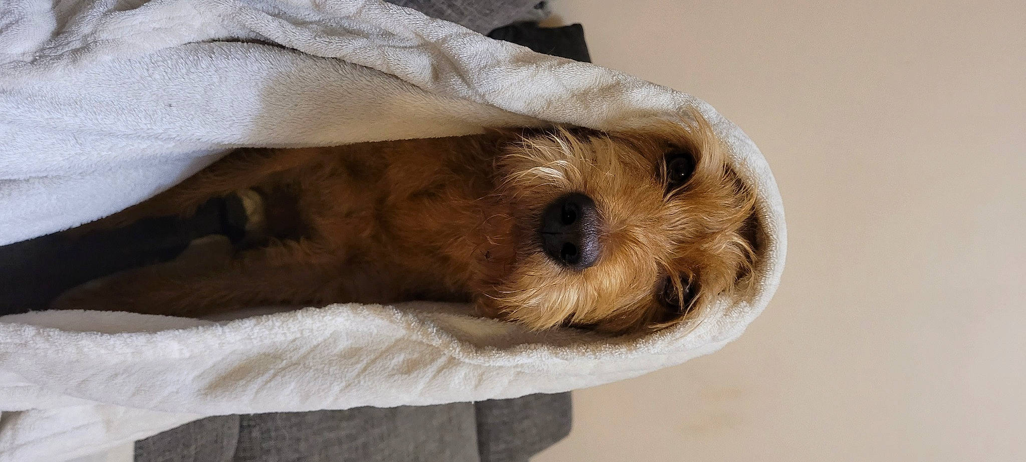 Pancho participe au concours pour gagner de l'argent avec cette photo : canidae, carnivore, comfort, companion_dog, dog, dog_breed, dog_supply, fawn, fur, liver, nap, non_sporting_group, small_terrier, snout, sporting_group, stuffed_toy, terrestrial_animal, terrier, toy_dog, working_animal