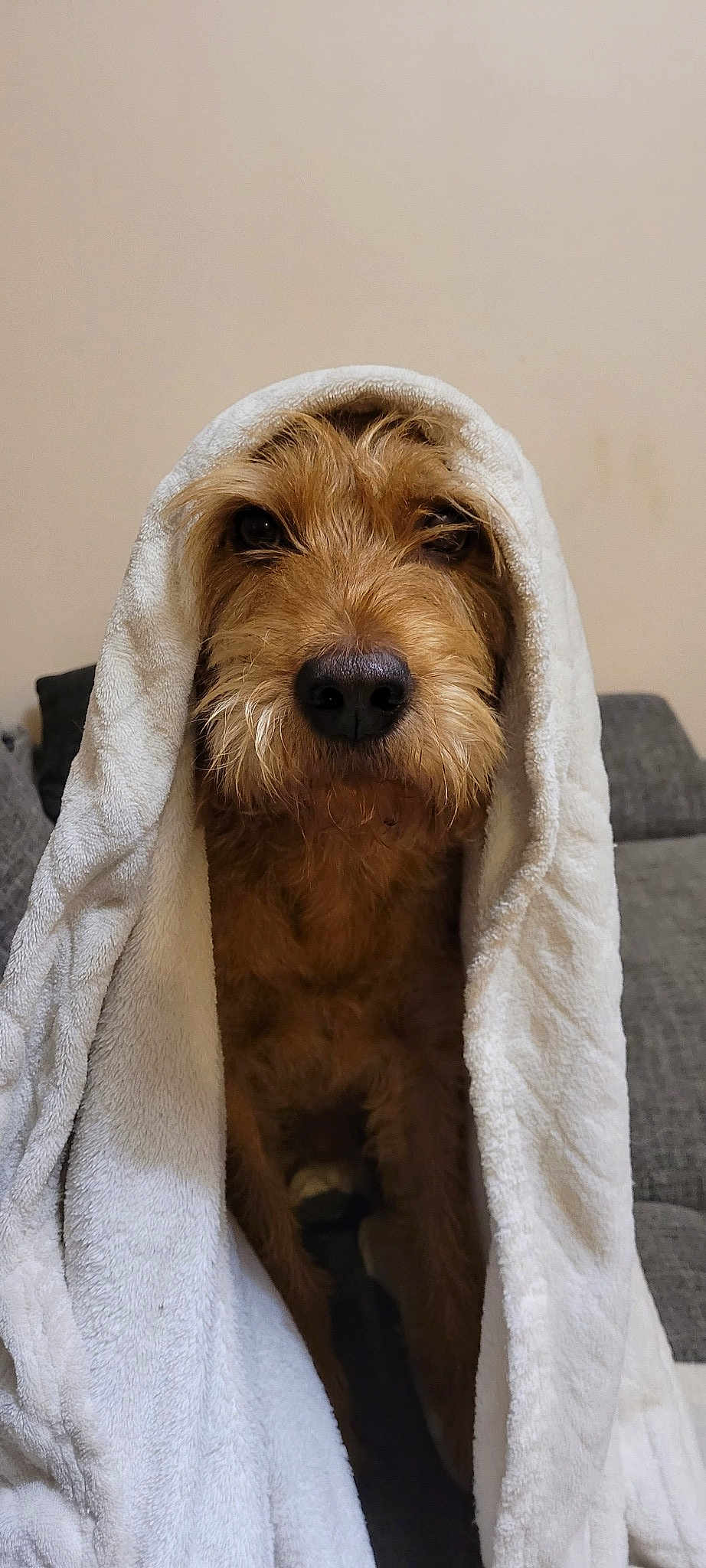Pancho