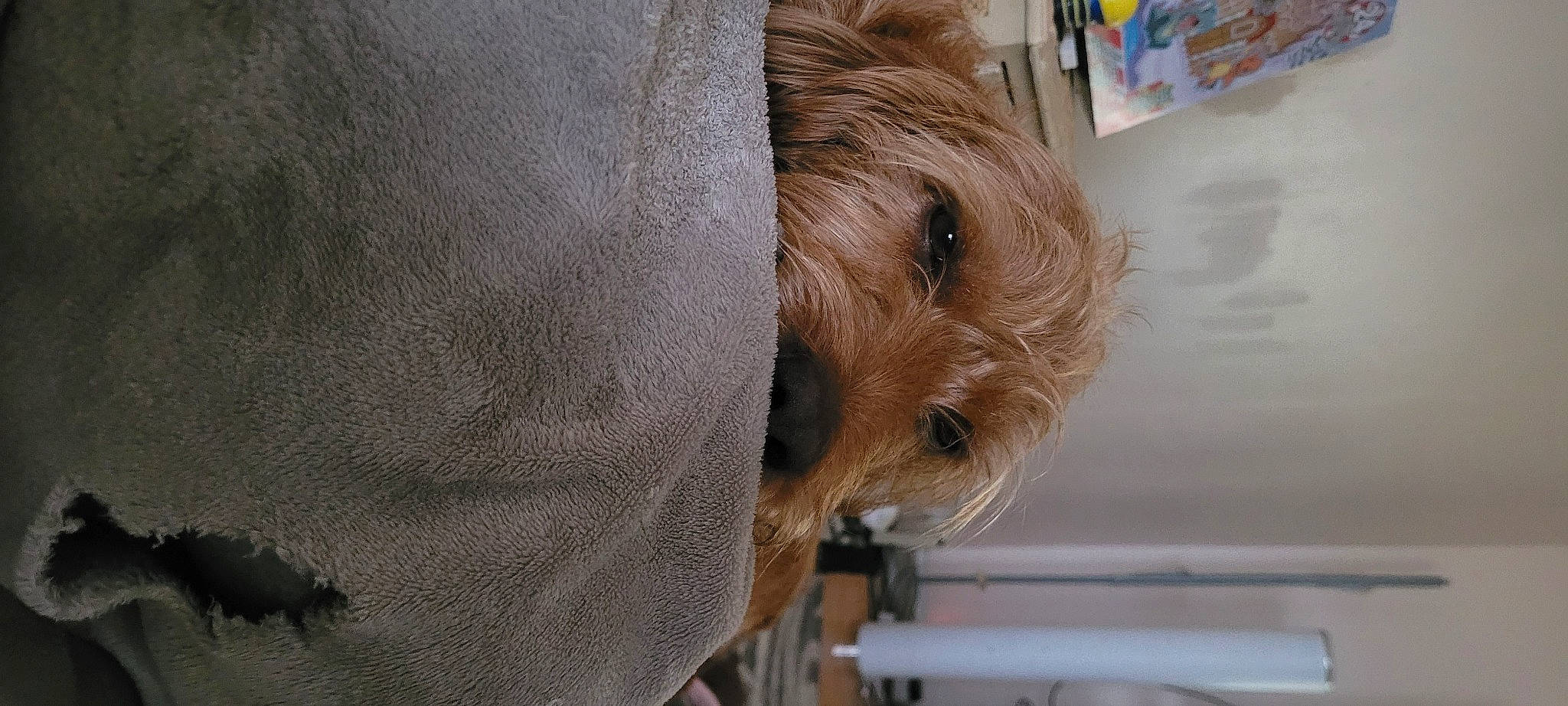 Pancho a rejoint le concours — aidez-le/la à gagner de superbes lots ! canidae, carnivore, comfort, companion_dog, dog, dog_breed, fawn, flooring, fur, hardwood, non_sporting_group, small_terrier, snout, sporting_group, terrestrial_animal, terrier, whiskers, wood, working_animal