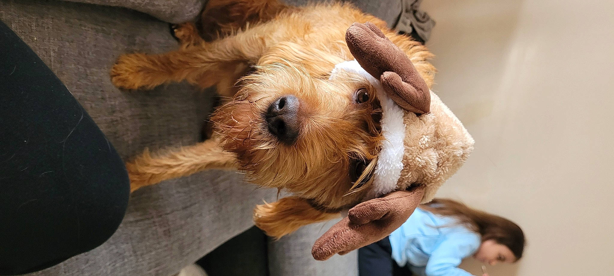 Pancho a rejoint le concours — aidez-le/la à gagner de superbes lots ! canidae, carnivore, companion_dog, dog, dog_breed, ear, fawn, fur, natural_material, snout, sporting_group, working_animal