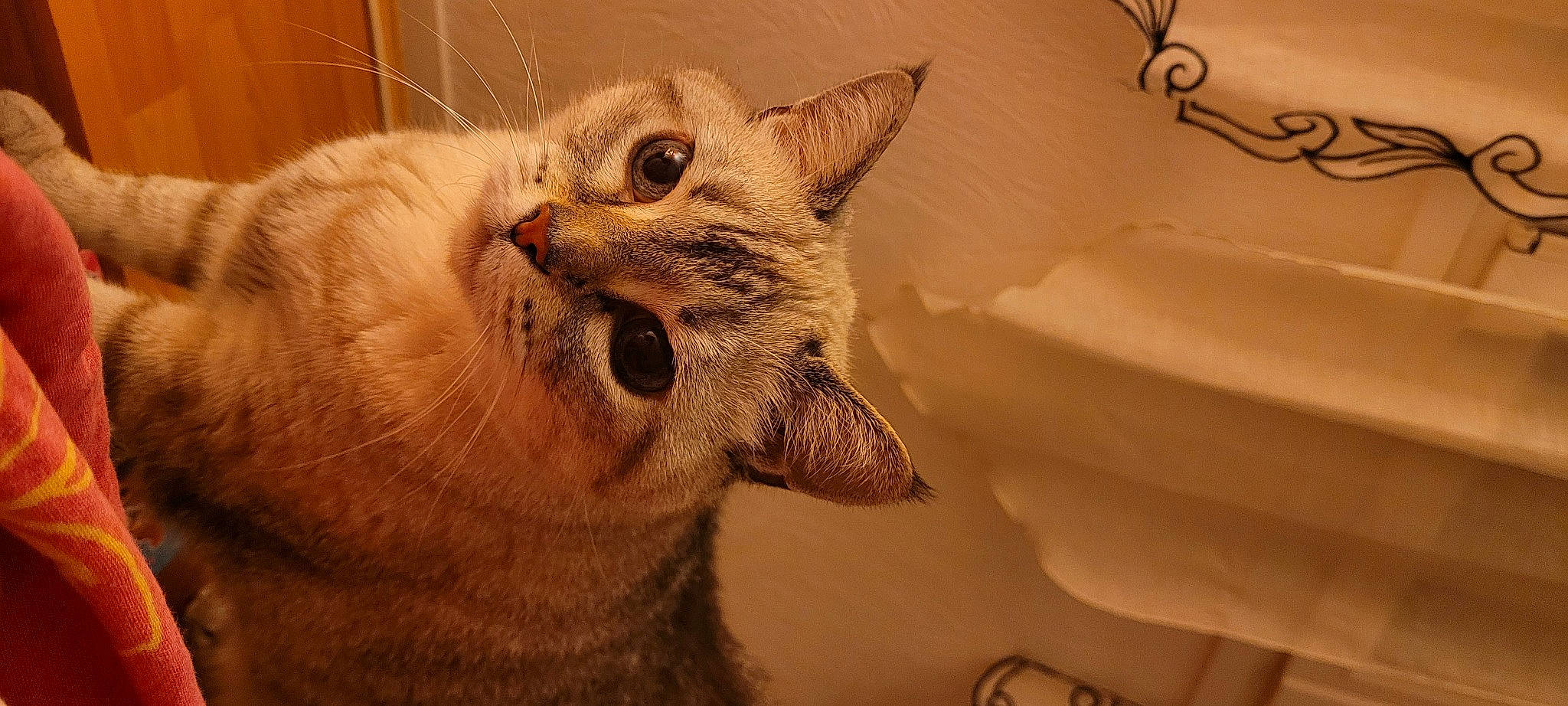 Pupuce a rejoint le concours — aidez-le/la à gagner de superbes lots ! carnivore, cat, claw, domestic_short_haired_cat, fang, fawn, felidae, fur, gesture, jaw, paw, small_to_medium_sized_cats, snout, tail, terrestrial_animal, tooth, whiskers, window, wood, yawn