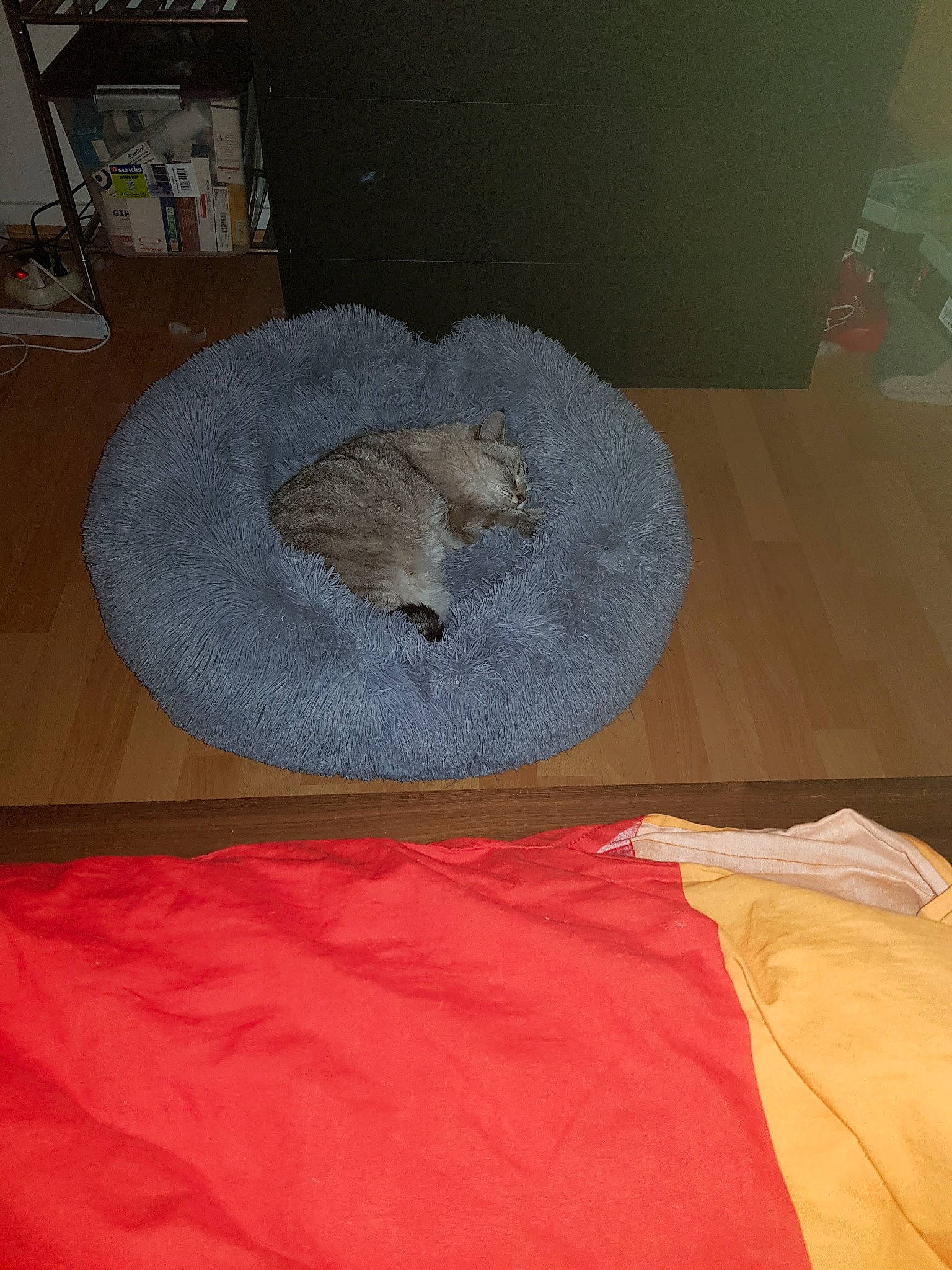 Pupuce participe au concours pour gagner de l'argent avec cette photo : bed, bed_sheet, bedding, bedroom, carmine, cat_supply, comfort, felidae, floor, flooring, fur, hardwood, hat, linens, room, textile, tints_and_shades, towel, wood, wool