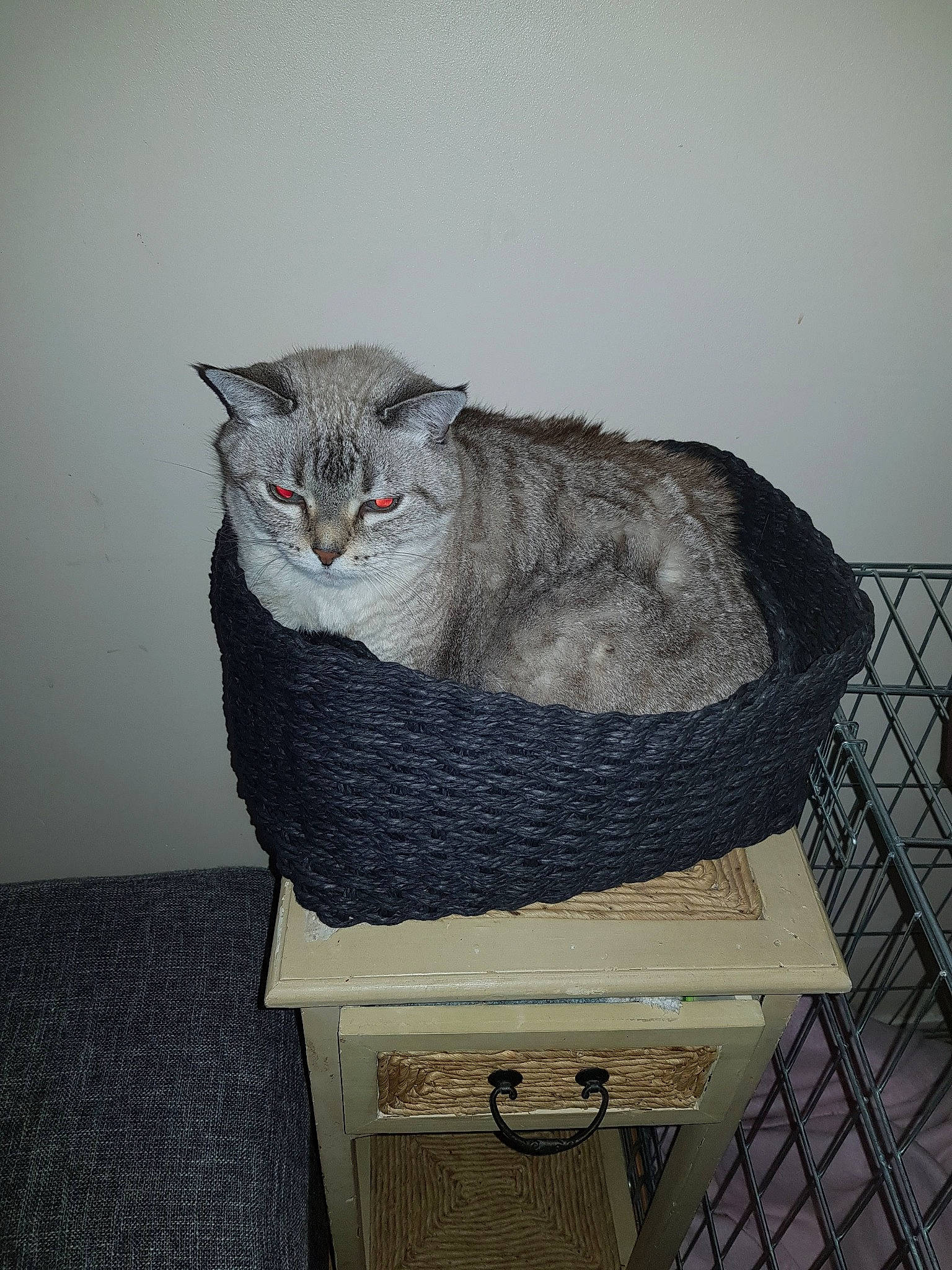 Pupuce participe au concours pour gagner de l'argent avec cette photo : art, box, carnivore, cat, cat_bed, cat_supply, coffee_table, domestic_short_haired_cat, felidae, fur, grey, sculpture, shelf, small_to_medium_sized_cats, snout, table, tail, whiskers, window, wood