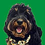 dog, black_fur, brown_fur, curly_fur, smiling, teeth, bandana, animal, pet, portrait, close_up, happy, cute, friendly, face, canine, domestic_animal, fur, background, green_background