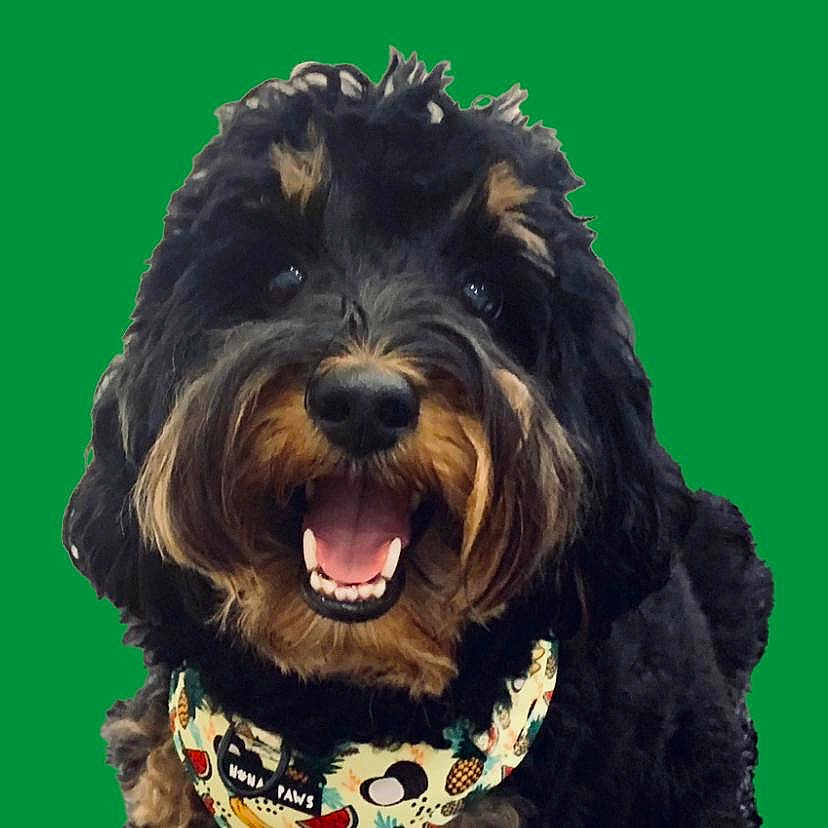 Pepper is registered to the contest to win money with this photo: dog, black_fur, brown_fur, curly_fur, smiling, teeth, bandana, animal, pet, portrait, close_up, happy, cute, friendly, face, canine, domestic_animal, fur, background, green_background