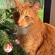 Nougat a rejoint le concours — aidez-le/la à gagner de superbes lots ! cat, ginger_cat, christmas_tree, ornaments, holiday, indoor, pet, feline, close_up, natural_light, decorations, whiskers, fur, window, greenery, festive, cute, animal, domestic, portrait