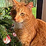 cat, ginger_cat, christmas_tree, ornaments, holiday, indoor, pet, feline, close_up, natural_light, decorations, whiskers, fur, window, greenery, festive, cute, animal, domestic, portrait