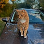 Nougat participe au concours pour gagner de l'argent avec cette photo : cat, orange_tabby, white_paws, car, car_hood, reflection, outdoor, autumn, trees, blurred_background, pet, animal, feline, nature, fall_colors, sunlight, daytime, whiskers, fur, parked_car
