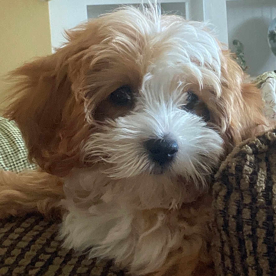 Levi is registered to the contest to win money with this photo: animal, canine, couch, dog, flower, furniture, head, indoors, interiordesign, jar, leaf, person, pet, plant, planter, pottedplant, pottery, puppy, terrier, vase
