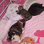 Caramel participe au concours pour gagner de l'argent avec cette photo : cat, bed, pink, blanket, pillow, indoor, animal, feline, striped_cat, fluffy_cat, resting, cute, cartoon, princess, decor, cozy, sleeping, fur, pet, comfortable