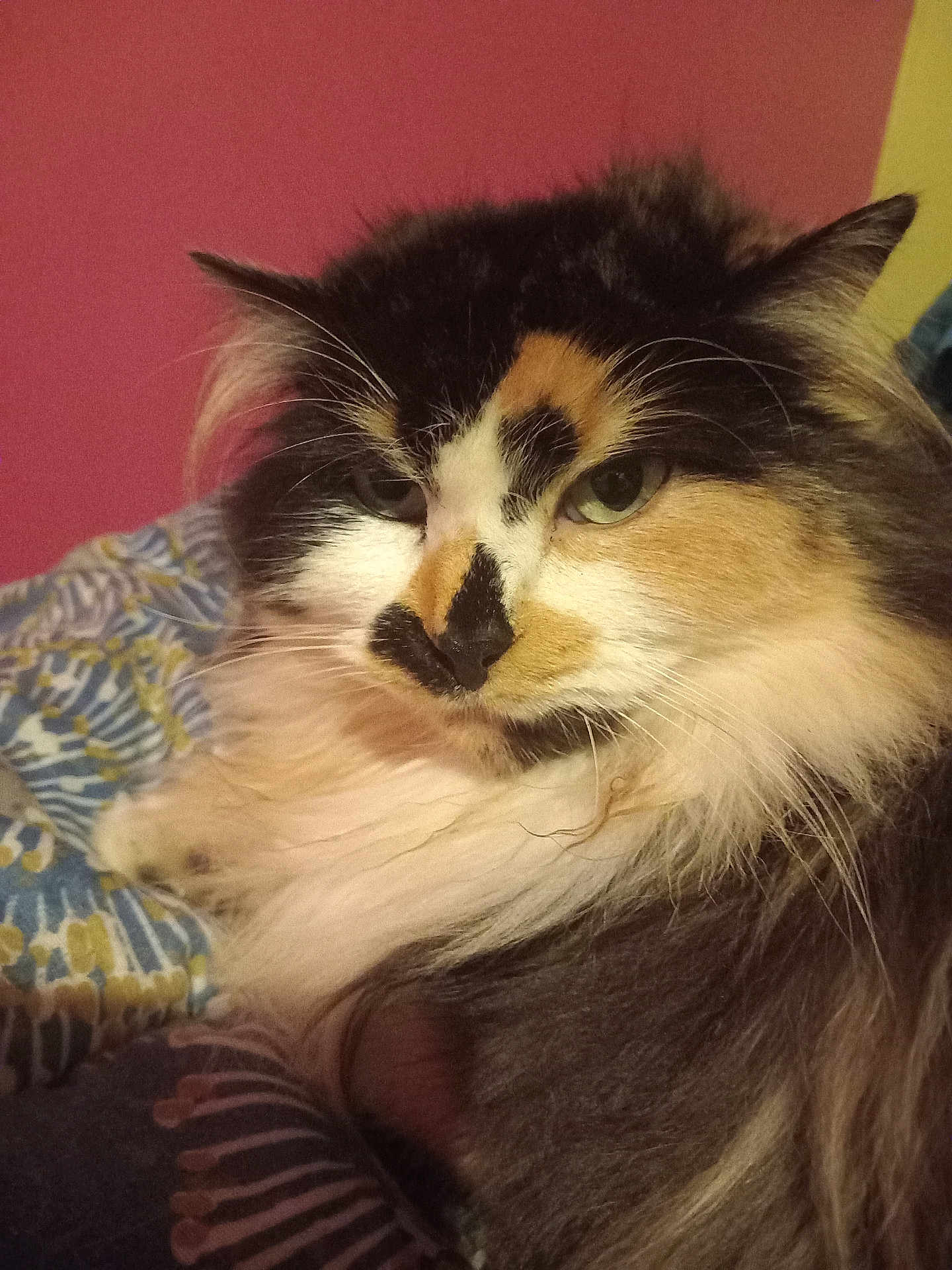 Caramel a rejoint le concours — aidez-le/la à gagner de superbes lots ! cat, calico, fluffy, pet, animal, indoor, closeup, face, fur, whiskers, green_eyes, relaxed, bed, blanket, pattern, pink_wall, yellow_wall, domestic_cat, portrait, feline