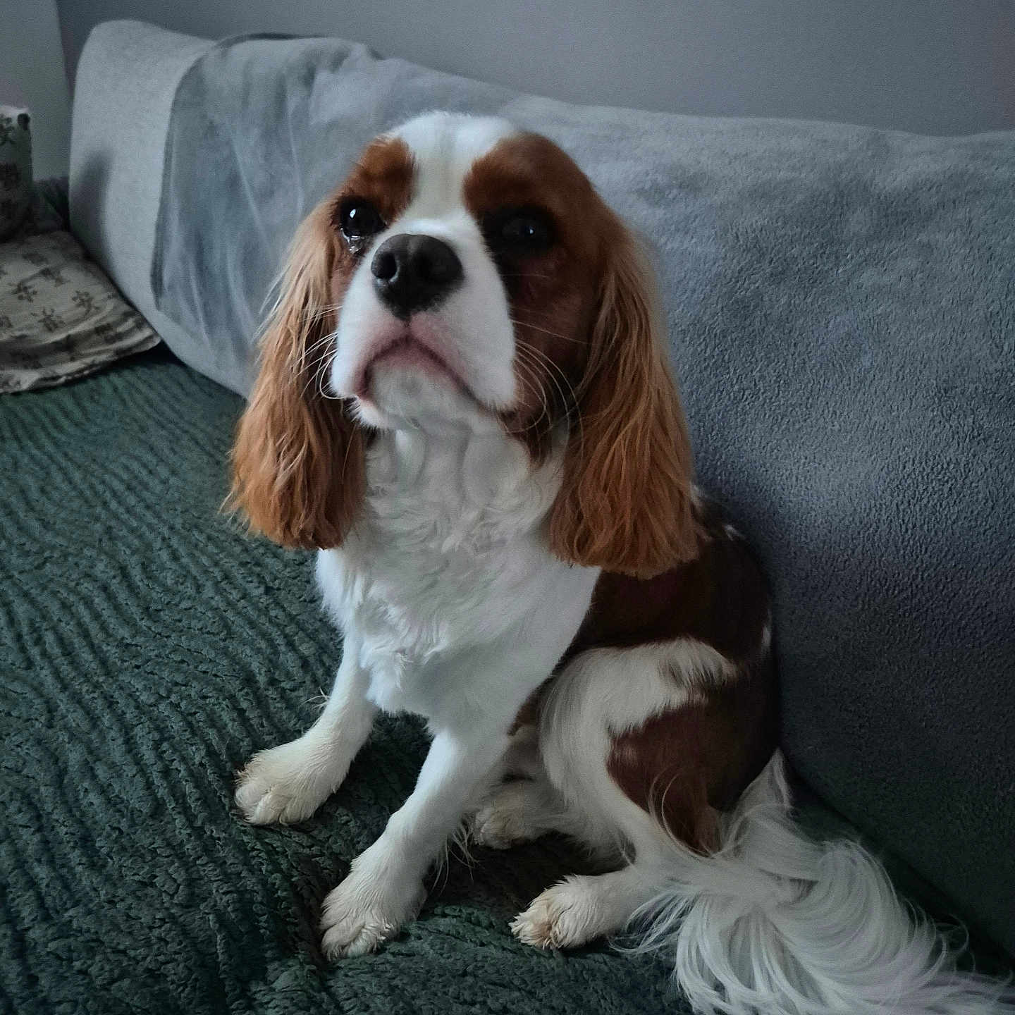 Ades participe au concours pour gagner de l'argent avec cette photo : animal, blanket, brown, cavalier_king_charles_spaniel, companion, couch, cozy, dog, ears, face, fur, home, indoor, pet, portrait, relaxed, sitting, soft, tail, white