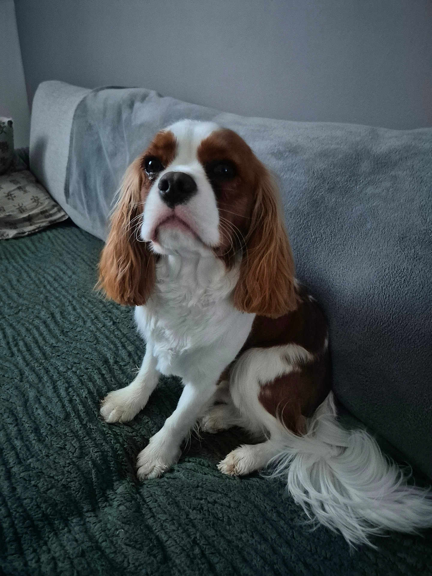 Ades participe au concours pour gagner de l'argent avec cette photo : animal, blanket, brown, cavalier_king_charles_spaniel, companion, couch, cozy, dog, ears, face, fur, home, indoor, pet, portrait, relaxed, sitting, soft, tail, white