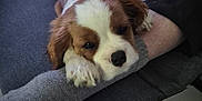 Ades a rejoint le concours — aidez-le/la à gagner de superbes lots ! animal, brown_and_white, comfort, couch, cozy, cute, dog, domestic, fabric, foot, indoor, leg, paw, person, pet, puppy, relaxed, resting, sock, tile_floor