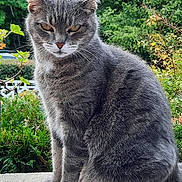 Jessy a rejoint le concours — aidez-le/la à gagner de superbes lots ! amber_eyes, bushes, calm, cat, closeup, ears, feline, fur, garden, gray_tabby, greenery, ledge, nature, outdoor, paws, pet, portrait, sitting, stare, whiskers