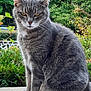 amber_eyes, bushes, calm, cat, closeup, ears, feline, fur, garden, gray_tabby, greenery, ledge, nature, outdoor, paws, pet, portrait, sitting, stare, whiskers