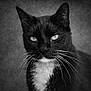 alert, animal, background_blur, black_and_white, cat, close_up, cute, eyes, face, feline, fur, indoor, monochrome, muzzle, pet, portrait, sharp_focus, texture, tuxedo_cat, whiskers