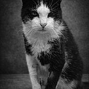Pookie participe au concours pour gagner de l'argent avec cette photo : cat, tuxedo_cat, black_and_white, portrait, animal, pet, fur, whiskers, face, sitting, indoor, closeup, feline, looking, eyes, mammal, expression, texture, monochrome, vintage