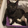 black_kitten, kitten, cat, feline, pet, purple_basket, towel, white_towel, indoor, floor, curious, resting, cozy, animal, paw, young_cat, close_up, cute, fur, domestic_cat