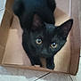 black_cat, cat, pet, animal, cardboard_box, box, indoor, floor, tile_floor, curious, looking_up, feline, whiskers, ears, cute, domestic_cat, young_cat, playful, paws, close_up