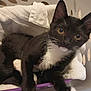 Boots joined the competition — help win amazing prizes! kitten, cat, black_and_white, tuxedo_cat, laundry_basket, towel, pet, animal, whiskers, curious, ears, indoor, cute, feline, young, fur, resting, close_up, domestic_cat, soft
