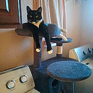 Boots is registered to the contest to win money with this photo: cat, tuxedo_cat, cat_tree, laundry_room, washing_machine, furniture, indoor, pet, relaxed, black_and_white, paws, curtains, home, animal, resting, soft_light, domestic, household, cozy, feline