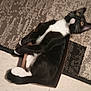 Boots is registered to the contest to win money with this photo: cat, tuxedo_cat, box, carpet, indoor, pet, animal, fur, black_and_white, relaxed, cute, whiskers, tail, paws, floor, pattern, cozy, eyes, feline, resting