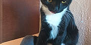Boots is registered to the contest to win money with this photo: cat, black_and_white, pet, indoor, feline, curious, yellow_eyes, whiskers, paws, cat_bed, soft, cozy, wall, texture, looking_down, animal, domestic, cute, small, companion