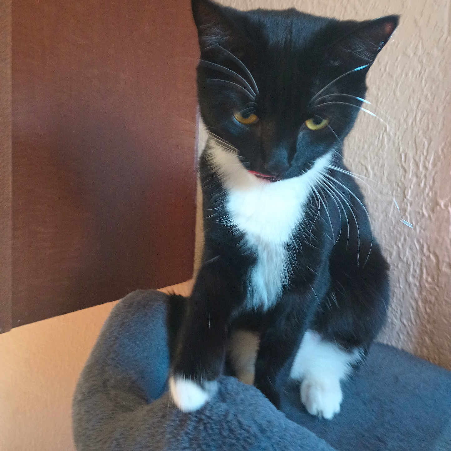 Boots is registered to the contest to win money with this photo: animal, black_and_white, cat, cat_bed, companion, cozy, curious, cute, domestic, feline, indoor, looking_down, paws, pet, small, soft, texture, wall, whiskers, yellow_eyes