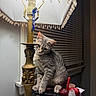 Hollis is registered to the contest to win money with this photo: cat, kitten, lamp, candles, books, window, blinds, indoor, gray_tabby, vintage, ornate, beaded_lampshade, curious, pet, feline, stack, table, decor, night, head_tilt