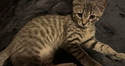 Hollis is registered to the contest to win money with this photo: kitten, cat, tabby, striped, feline, pet, animal, sleepy, cozy, blanket, resting, indoor, cute, young, whiskers, ears, paw, fur, lying_down, dark_background