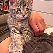 Hollis is registered to the contest to win money with this photo: kitten, tabby, cat, pet, indoor, cozy, paws, resting, lap, human_hand, feline, fur, cute, animal, domestic, young_cat, striped, whiskers, relaxed, household