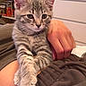 kitten, tabby, cat, pet, indoor, cozy, paws, resting, lap, human_hand, feline, fur, cute, animal, domestic, young_cat, striped, whiskers, relaxed, household
