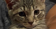 Hollis joined the competition — help win amazing prizes! animal, cat, close_up, companion, cozy, cute, domestic, ears, eyes, feline, fur, indoor, kitten, pet, portrait, resting, soft, tabby, whiskers, young