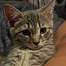 Hollis joined the competition — help win amazing prizes! kitten, cat, tabby, close_up, pet, fur, whiskers, ears, eyes, resting, indoor, cozy, cute, animal, young, domestic, feline, portrait, soft, companion
