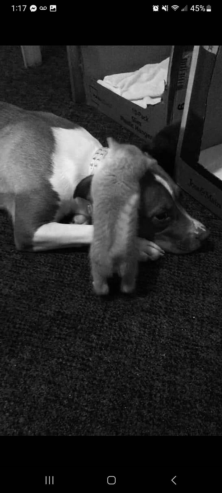 Theo is registered to the contest to win money with this photo: bored, carnivore, comfort, companion_dog, dog, dog_breed, flooring, fur, mammal, monochrome, monochrome_photography, non_sporting_group, pet_supply, snout, tail, terrestrial_animal, vertebrate, working_animal