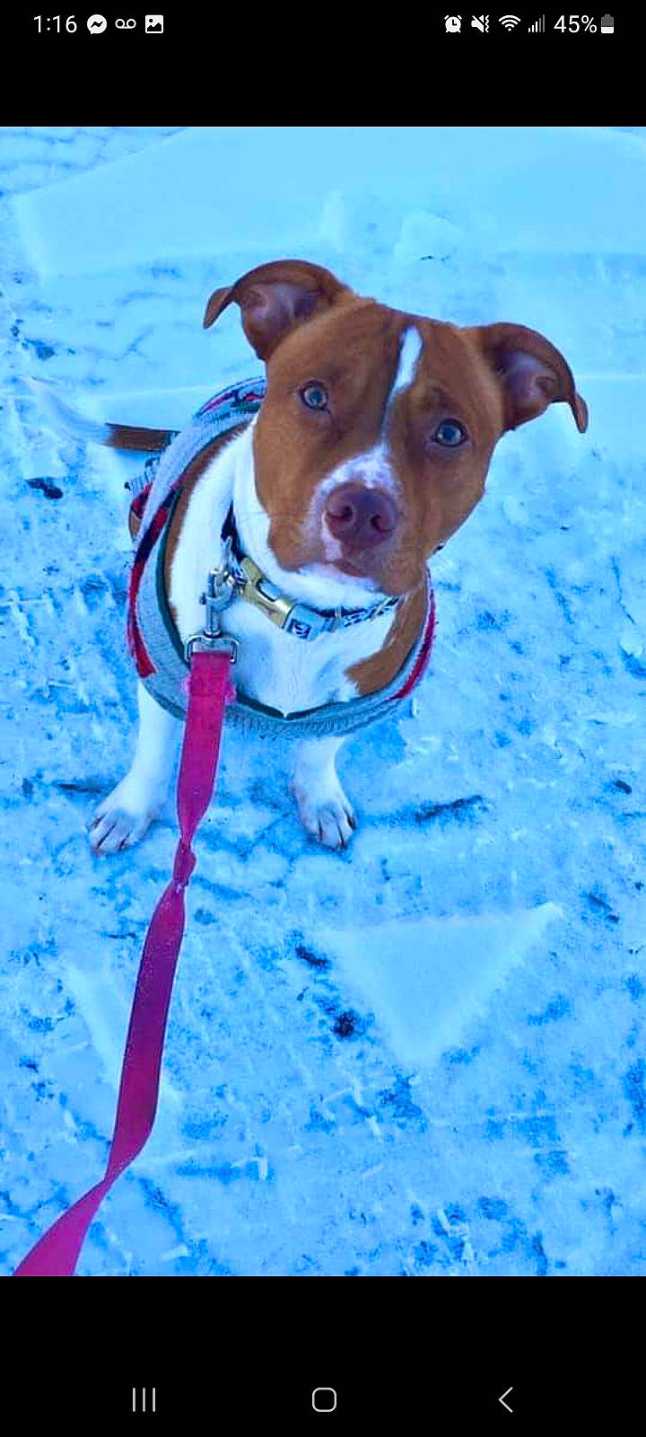Theo is registered to the contest to win money with this photo: blue, canidae, carnivore, collar, companion_dog, dog, dog_breed, dog_collar, dog_supply, electric_blue, fawn, freezing, leash, pet_supply, snout, snow, sporting_group, whiskers, winter, working_animal