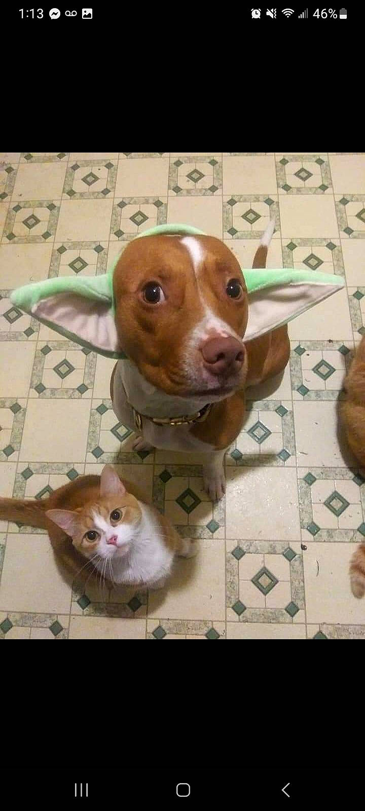 Theo is registered to the contest to win money with this photo: art, canidae, carnivore, companion_dog, dog, dog_breed, fawn, fur, liver, pet_supply, photo_caption, snout, sporting_group, toy, whiskers, working_animal