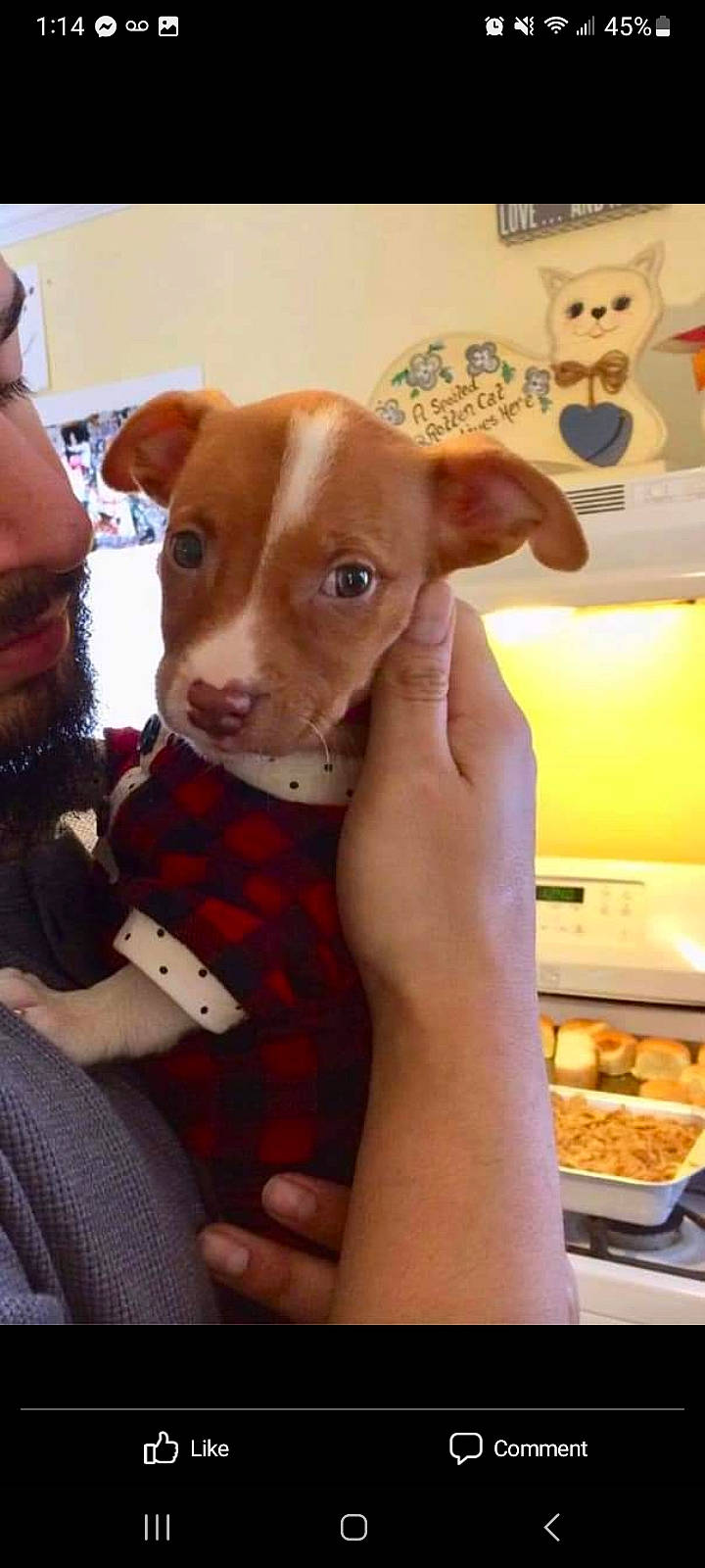 Theo joined the competition — help win amazing prizes! beard, canidae, carnivore, child, companion_dog, dog, dog_breed, ear, fawn, fur, pattern, plaid, snout, sporting_group, tableware, tartan, toy, toy_dog, whiskers, working_animal