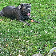 Blue is registered to the contest to win money with this photo: autumn, collar, dog, drool, grass, greenery, large_dog, leaves, lying_down, mastiff, orange_ball, outdoor, pet, playful, portrait, resting, stone, tongue_out, toy, yard