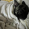 Tigrou a rejoint le concours — aidez-le/la à gagner de superbes lots ! dog, french_bulldog, blanket, cozy, snuggling, indoor, pet, fur, ear, face, human, smile, yellow_cloth, texture, comfort, resting, soft, couch, relaxation, closeup