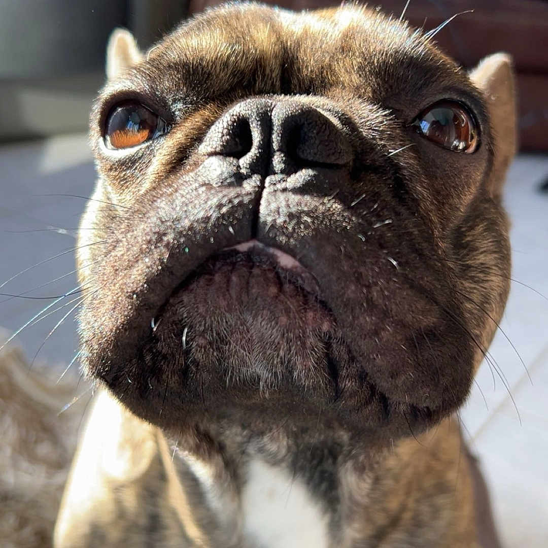 Tigrou participe au concours pour gagner de l'argent avec cette photo : dog, brindle, close_up, pet, indoor, living_room, sofa, sunlight, curious, face, fur, whiskers, brown, eyes, nose, portrait, animal, canine, furniture, cozy