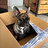 Tigrou participe au concours pour gagner de l'argent avec cette photo : dog, french_bulldog, cardboard_box, indoor, pet, brindle, tiled_floor, wooden_cabinet, furniture, animal, box, sitting, ears, pet_indoor, brown, black, white, cute, companion, home