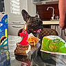 dog, french_bulldog, birthday_candle, bread, table, kitchen, fries, fast_food, person_arm, glass_table, reflection, happy_dog, indoor, celebration, number_2, candle_flame, green_bag, cardboard_box, food, tongue_out