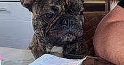 Tigrou participe au concours pour gagner de l'argent avec cette photo : dog, french_bulldog, brindle, table, glass_table, napkin, knife, pancake, kitchen, faucet, dish_soap, person_arm, indoor, pet, animal, food, dining, seated, close_up, portrait