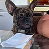 dog, french_bulldog, brindle, table, glass_table, napkin, knife, pancake, kitchen, faucet, dish_soap, person_arm, indoor, pet, animal, food, dining, seated, close_up, portrait