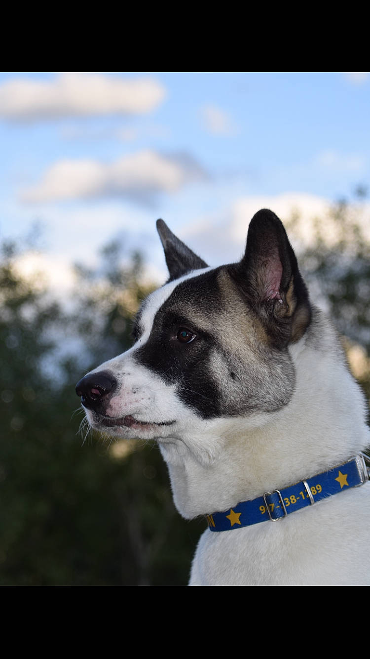 Byron is registered to the contest to win money with this photo: canidae, carnivore, dog, dog_breed, mammal, rare_breed_dog, rat_terrier, siberian_husky, snout, vertebrate, whiskers