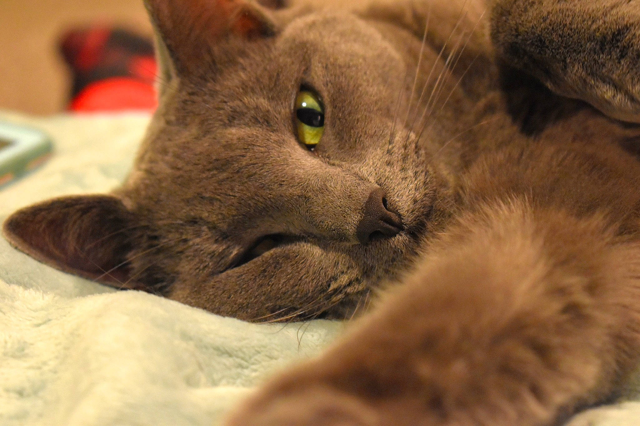 Ana is registered to the contest to win money with this photo: asian, british_shorthair, burmese, carnivore, cat, chartreux, close_up, domestic_short_haired_cat, eye, felidae, korat, mammal, nebelung, russian_blue, small_to_medium_sized_cats, snout, vertebrate, whiskers