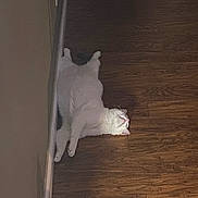 Jack is registered to the contest to win money with this photo: animal, cat, cozy, cute, domestic_animal, feline, floor, fur, home, indoor, lying_down, pet, pink_nose, quiet, relaxed, resting, sleeping, whiskers, white_cat, wooden_floor