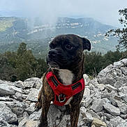 Zola participe au concours pour gagner de l'argent avec cette photo : adventure, animal, brindle, canine, cloudy, dog, exploration, forest, fur, landscape, mountain, nature, outdoor, pet, portrait, red_harness, rocky, scenery, sitting, valley